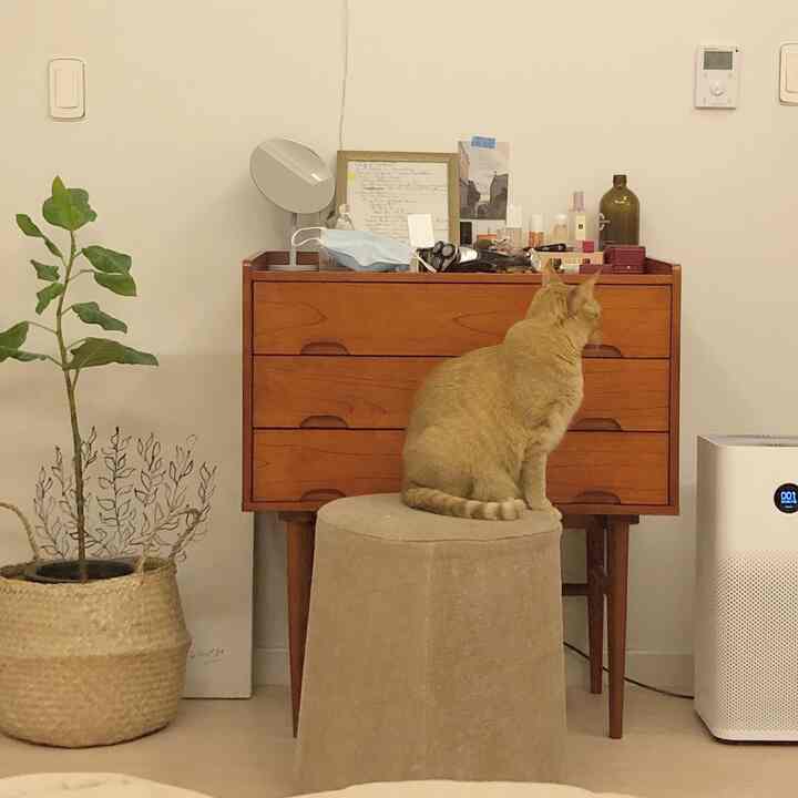 Natural beige-toned bedroom featuring a cat sitting on a beige stool, wooden vanity, and rattan plant basket creating a cozy atmosphere