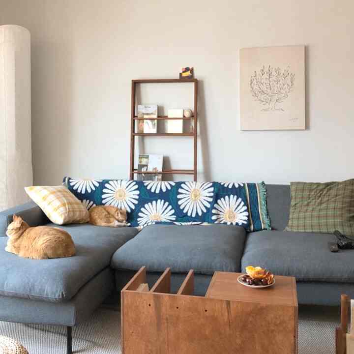 Gray sofa with two cats resting on it, minimalist wooden shelving and plants in a tidy Nordic-style living room