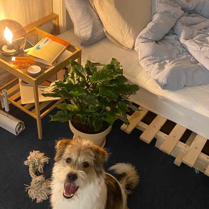 ブラウンの木目調とネイビーのラグが調和した寝室、ロータイプベッドと犬、植物が配置された温かみのある空間