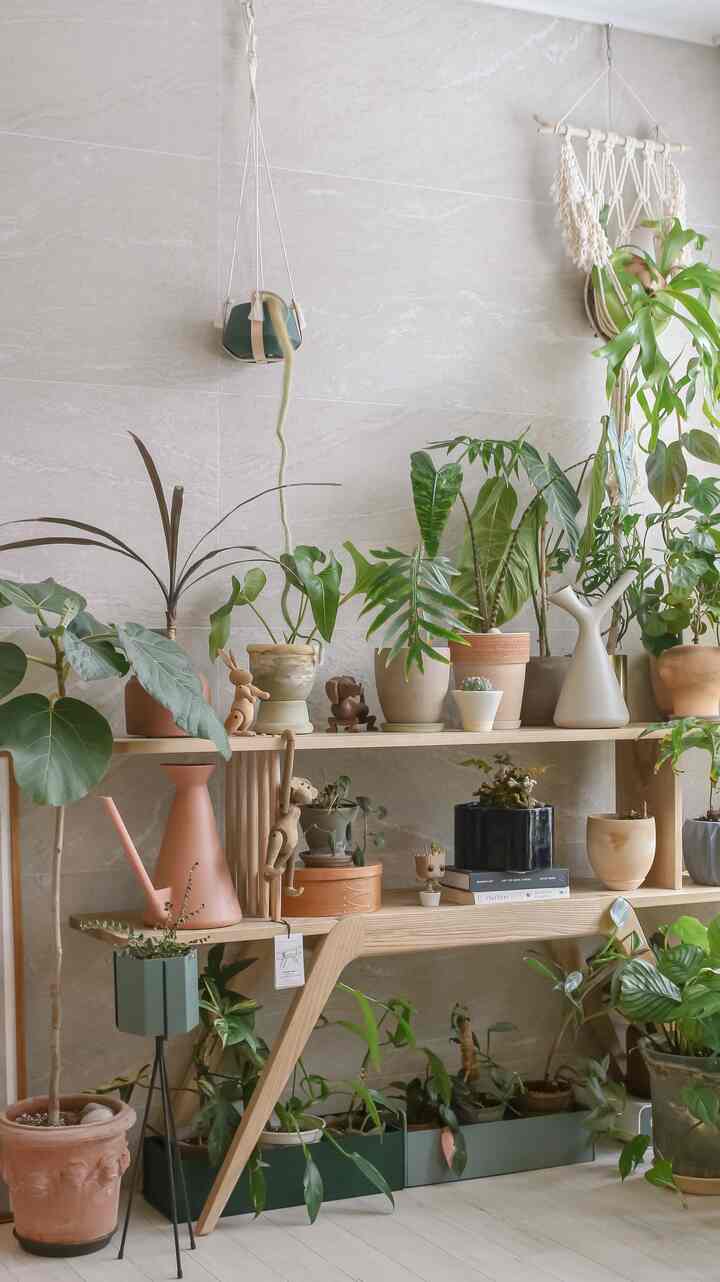 Bright beige wall and wood tone shelves with diverse plants create a natural small garden corner in living room space