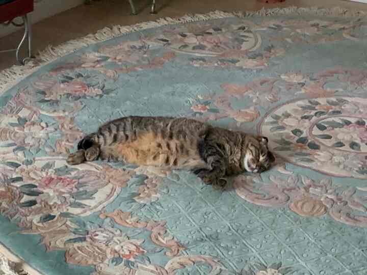 パステルブルーのヴィンテージペルシャ絨毯の上でくつろぐ猫がいる、雰囲気のある空間