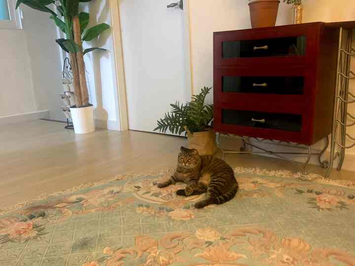 赤いチェストとバナナの木があるリビング、花柄のカーペットの上に猫が座る雰囲気のあるインテリア