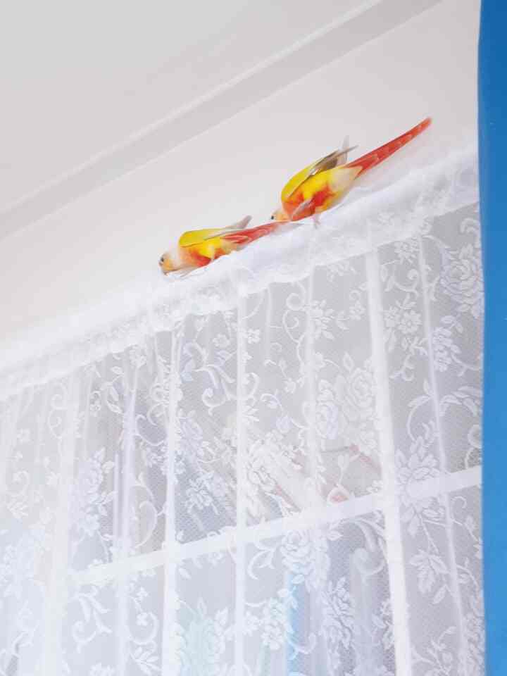 A bright, clean workspace featuring a window with blue blackout curtain and white lace curtain, with two colorful pet parrots perched above the curtain rod