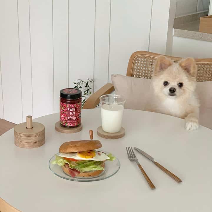 白いテーブルと木目調のアームチェアの前に座る小さな犬と、ブランチがある雰囲気のあるおうちカフェ空間