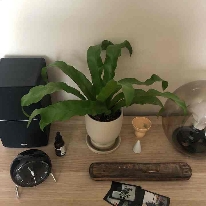 Natural-tone minimalist desk featuring a green plant and black desk clock in a Korean interior style