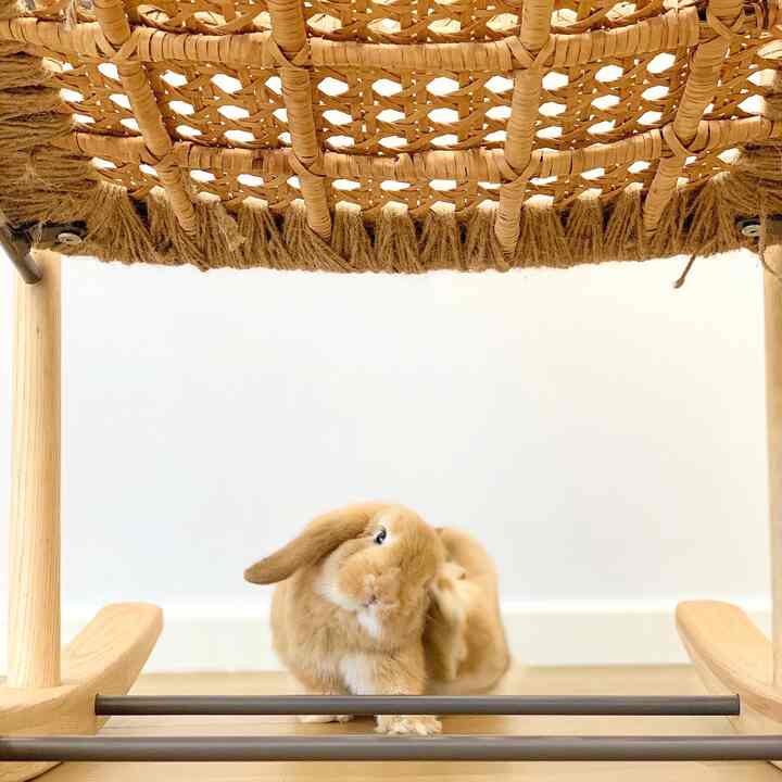 Living room corner with light wood tones and white walls, featuring a brown Holland Lop rabbit resting under a woven rattan chair