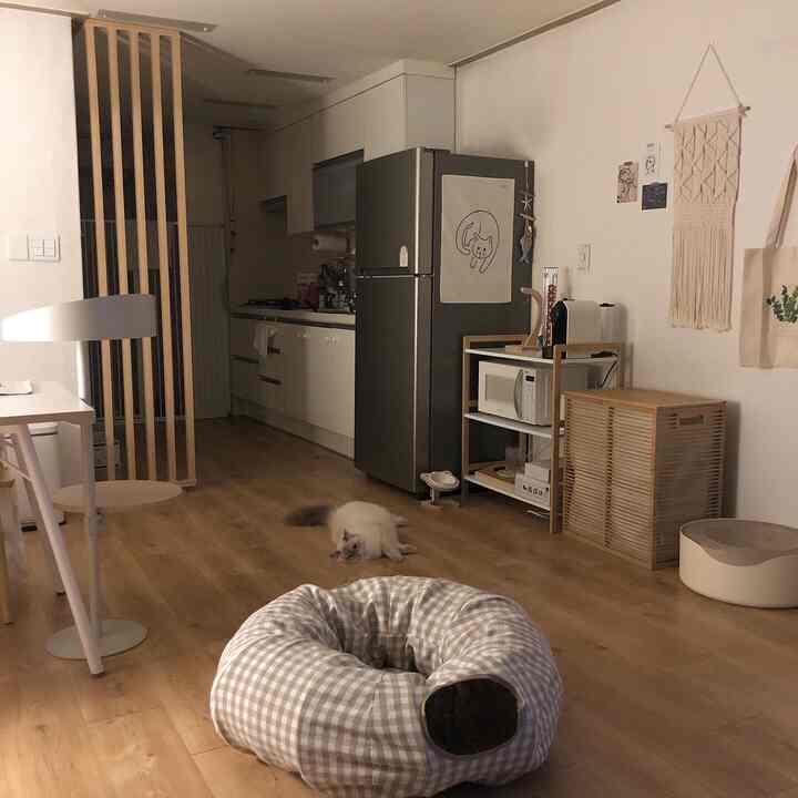 Beige walls and wood-tone flooring harmonize in living and kitchen space featuring a cat and pet bed in a cozy natural interior