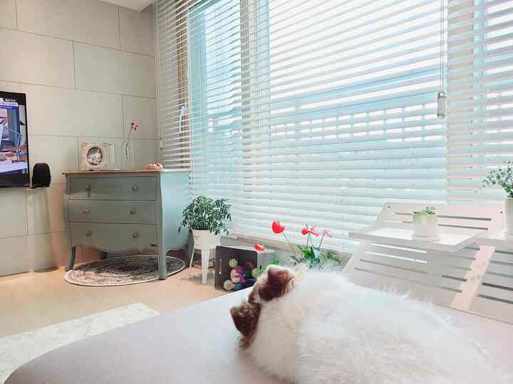 낮잠자기 좋은 햇살😚