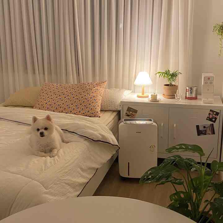 白を基調とした寝室、ベッドの上に小さな犬が横たわり、ナイトテーブルのランプが温かみのある雰囲気を演出するインテリア
