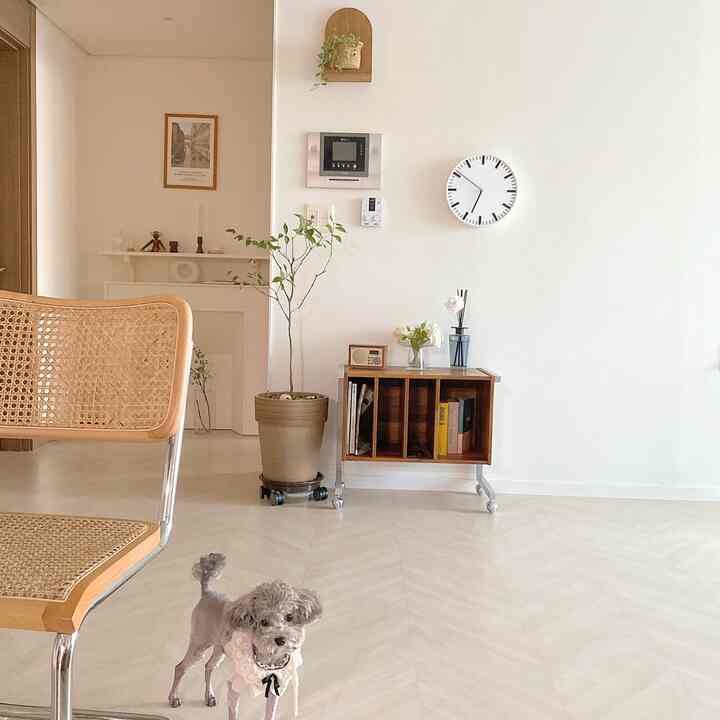 A simple and natural living room with white walls and floor, wood-toned shelf and chair, featuring a small dog on the center floor