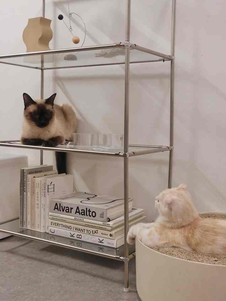 Natural color beige-toned small room featuring a metal rack with two cats and a cat scratcher, creating a cozy atmosphere