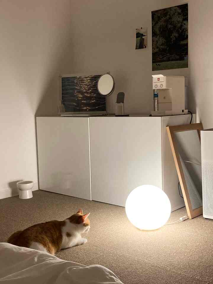 ベージュのカーペットの上にいる茶白の猫、木製フレームの鏡と白い収納キャビネットが配置されたナチュラルな雰囲気のリビングルーム