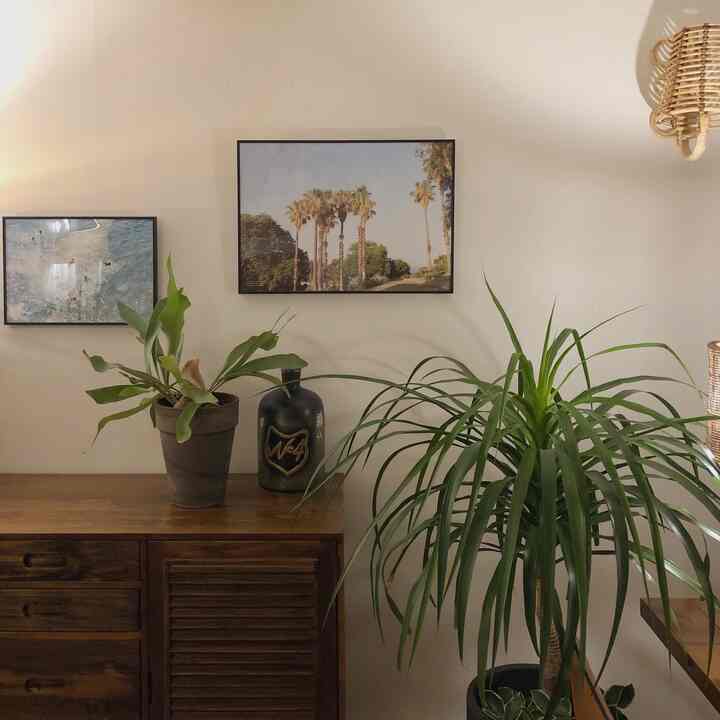 Natural style wall space featuring warm wood tones and green plants creating a cozy ambiance