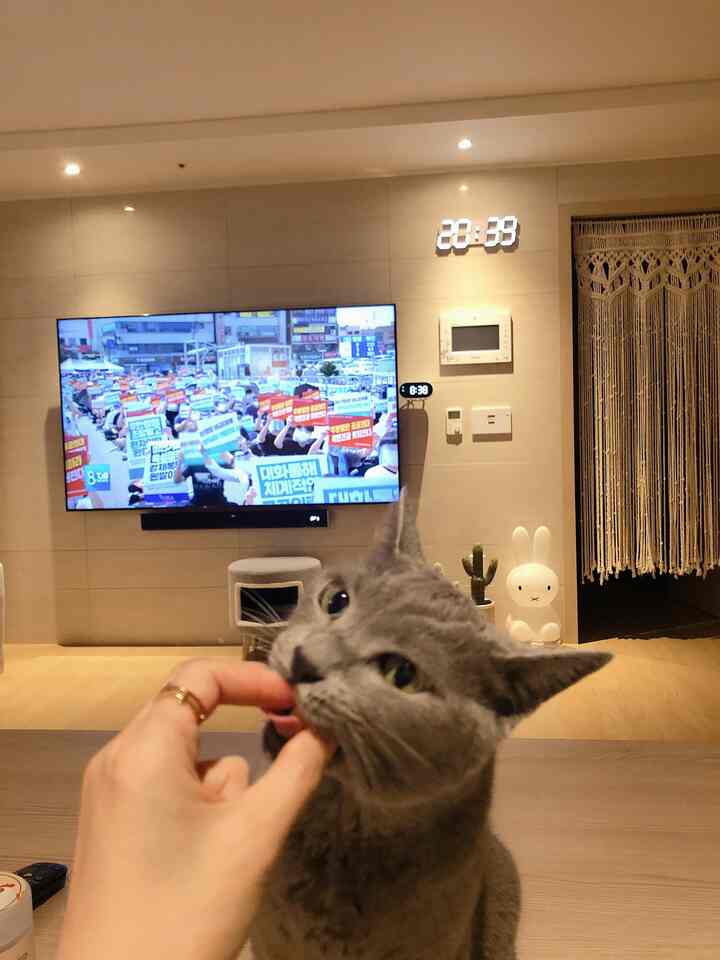 Beige wall and wood-tone floor living room featuring large TV, cat, macrame curtain, and LED digital clock in a modern setup