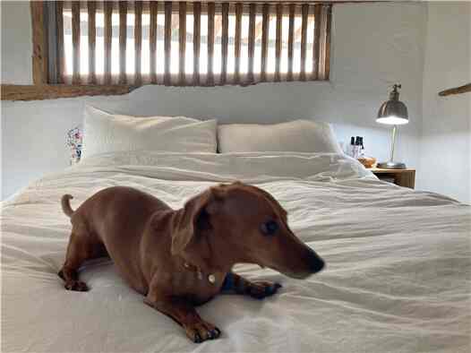 Natural toned bedroom featuring white bedding and wooden window slats creating a cozy natural atmosphere, with a dog resting on the bed