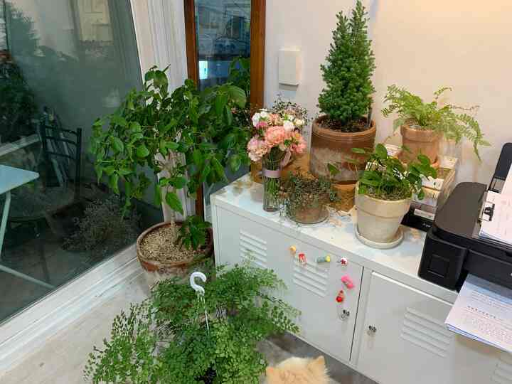 A small white and green toned space featuring a cabinet adorned with various potted plants next to a glass window creating a cozy indoor garden