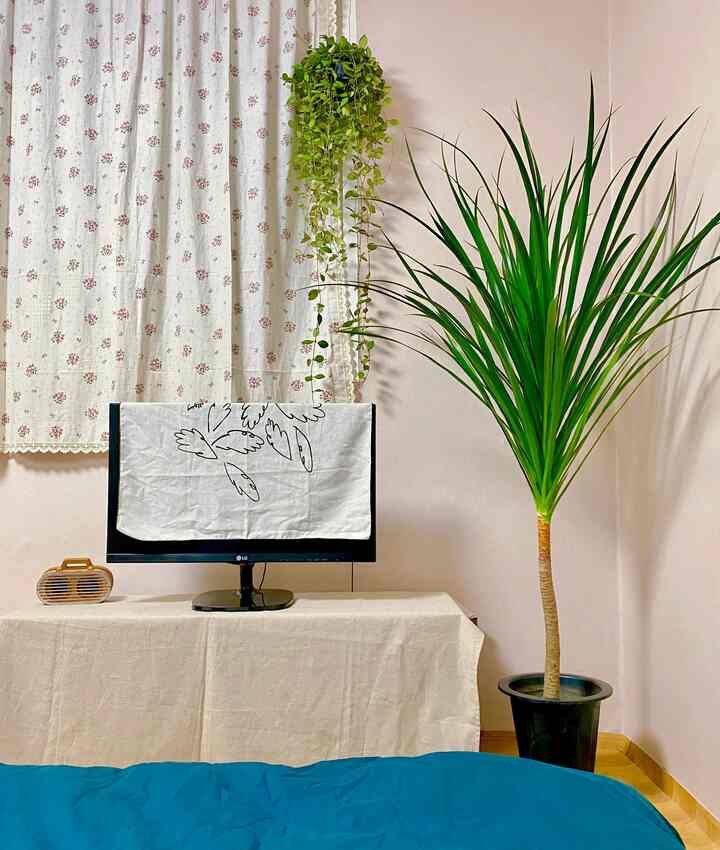 ベージュの壁と白い花柄のカーテンがある空間に、大型の緑のドラセナ植物とモニター台が配置されたナチュラルなリビングインテリア