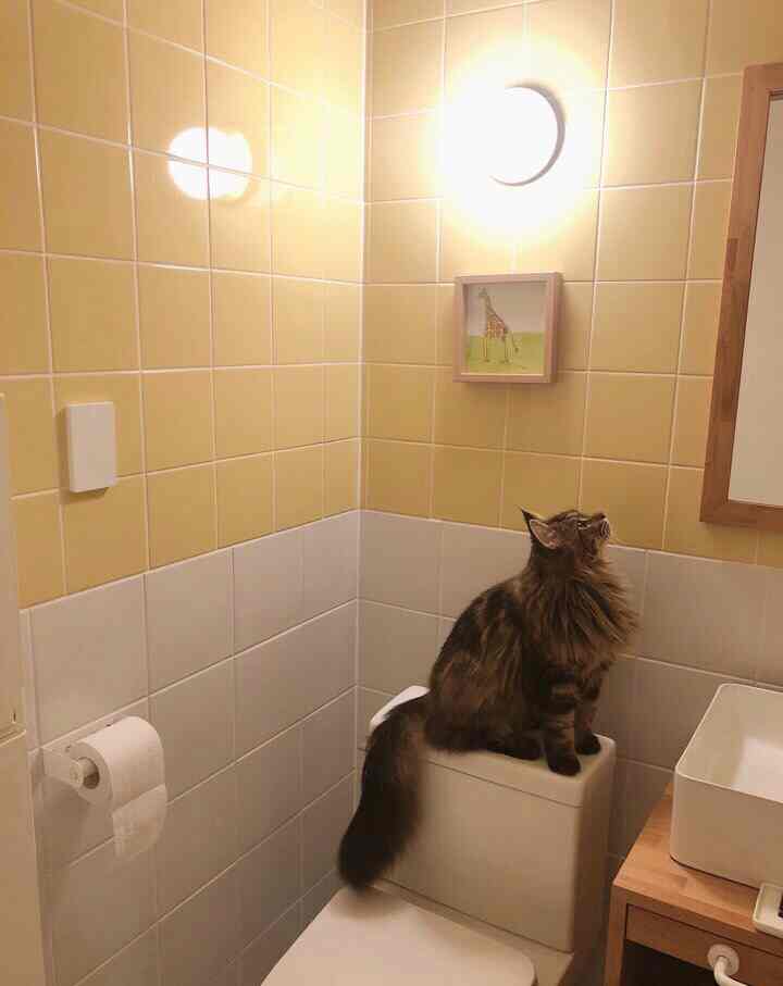 黄色と白のタイル壁が特徴の小さなバスルーム、トイレの上に座る猫がいる雰囲気のあるインテリア