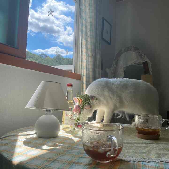 明るいライトブラウンの窓辺に白い猫がいる円形テーブルがある、テーブルランプとコーヒーカップのある雰囲気のあるホームカフェ空間