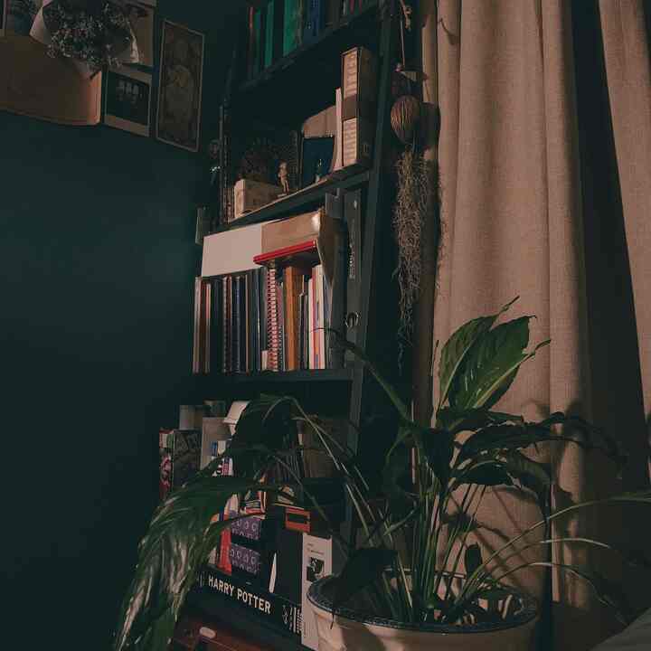 A small natural-toned room with green walls, beige blackout curtain, bookshelf filled with books, and a large potted plant