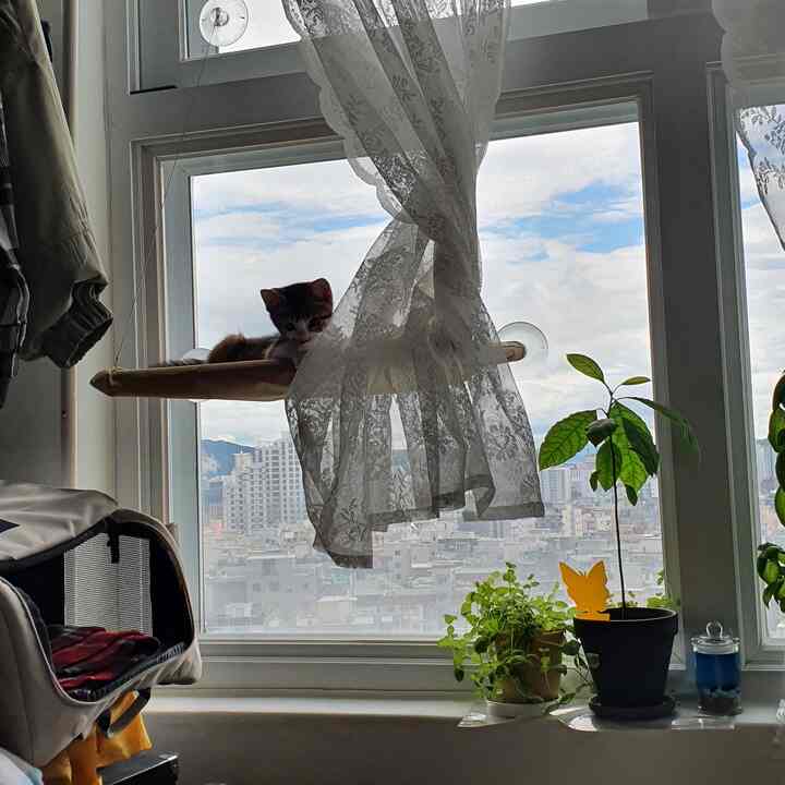 猫ハンモック 窓用を使ったコーディネート 2