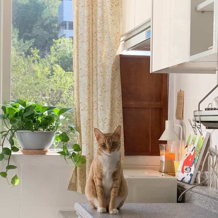 Kitchen with yellow floral curtains and large window, featuring a cat sitting centrally on a counter and green plants, showcasing a warm natural atmosphere