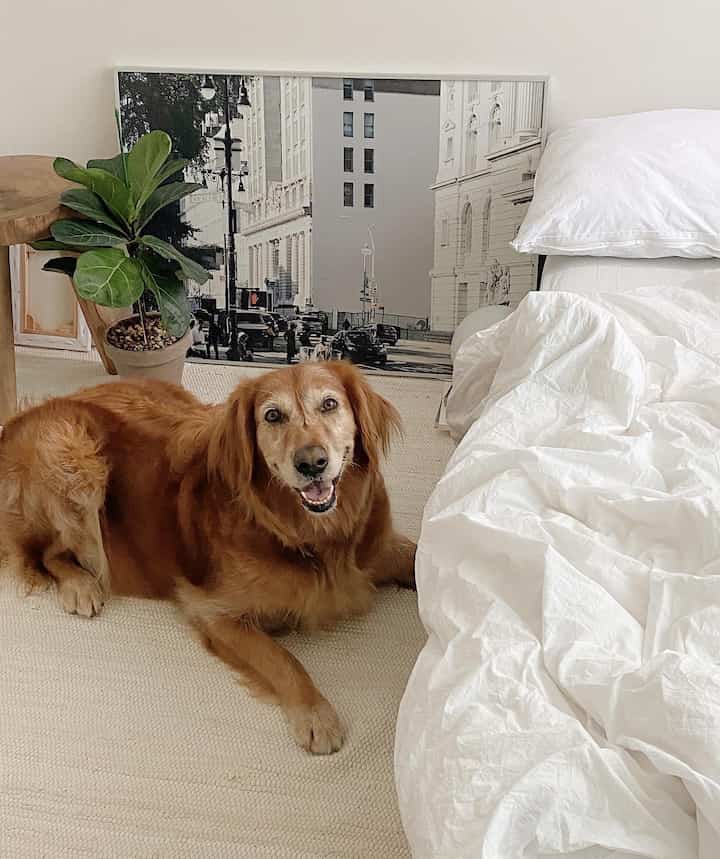 A cozy bedroom with white bedding featuring a Golden Retriever dog and a green plant, creating a natural atmosphere