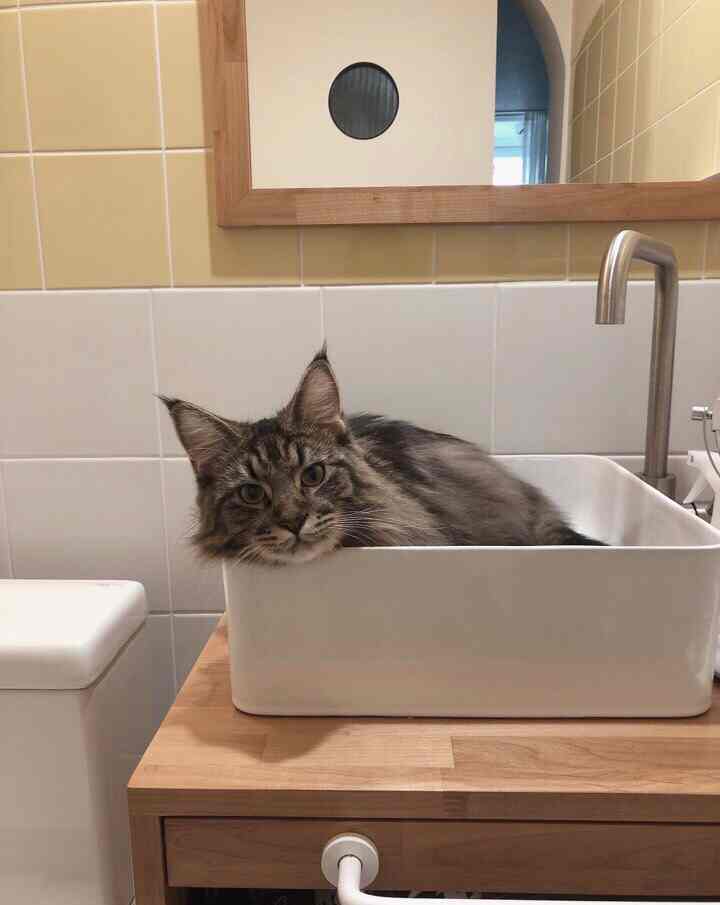 白と木目調のバスルーム、洗面台でくつろぐ猫がいる雰囲気のある空間