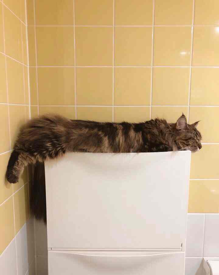Bathroom with yellow tiled walls and white storage cabinet, a large cat lying on cabinet top creating a cozy atmosphere