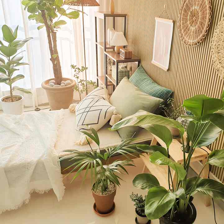 Natural tone living room featuring wooden shelves, bed with pillows, and various plants arranged near the sunny window