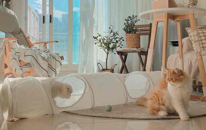 白とナチュラルな木目調のスタジオアパートのリビング、キャットトンネルと2匹の猫が配置された雰囲気のある空間