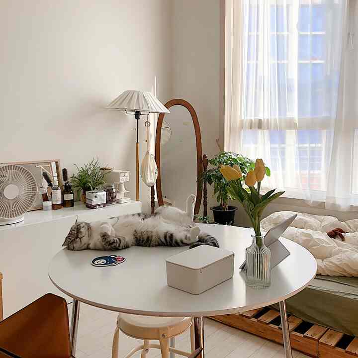 Bright white and wood-tone bedroom featuring a round dining table with yellow tulips near window with sheer curtains, and a relaxed cat lying on the table
