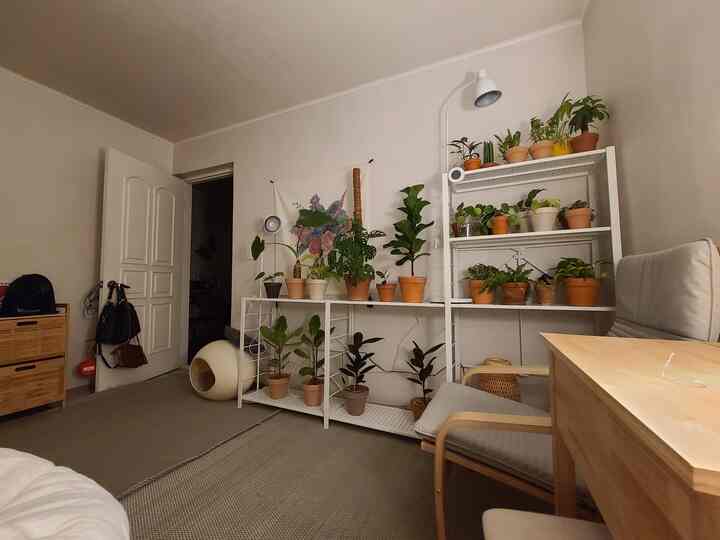 Natural-toned 6-tatami living room featuring white plant stands with numerous potted plants, beige rug, wooden desk, and armchair creating a cozy atmosphere