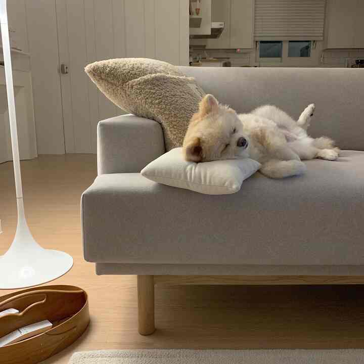 ベージュ色調のリビング、グレーのソファに横たわる犬と自然なウッドトーンの床が調和した雰囲気のあるインテリア