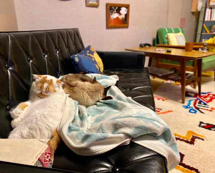 A cozy living room featuring a dark leather sofa with two cats sleeping on it, a colorful Moroccan rug, and a wooden coffee table