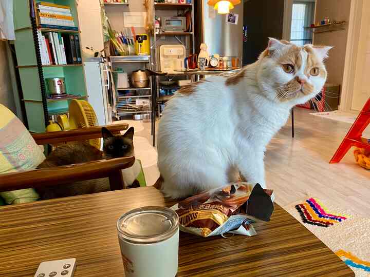 Natural-toned living room and kitchen space featuring two cats on the table with cozy interior elements