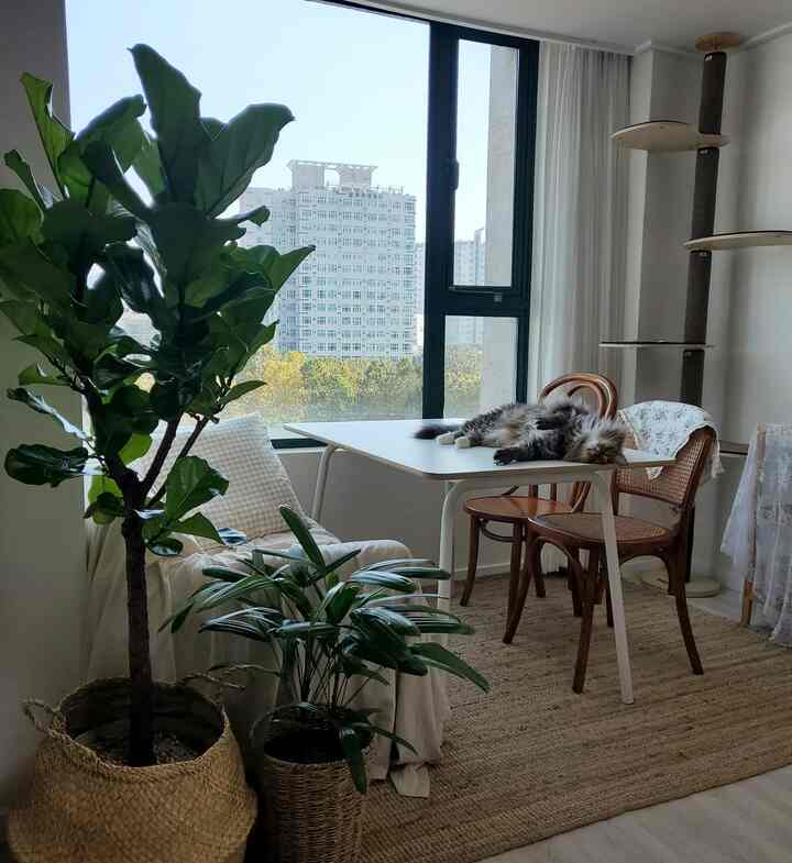 A white and beige toned living room featuring natural furniture and plants, with a cat resting on the dining table in a serene setting