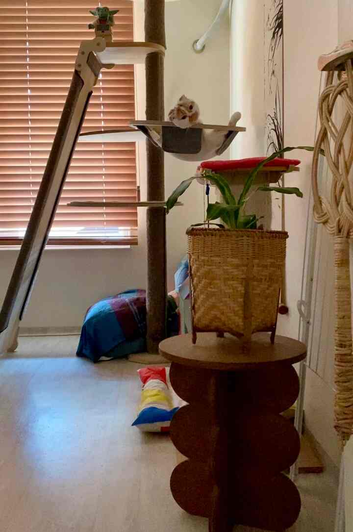 Wood tone natural living room featuring a large cat tower center-right, woven basket planter on sculptural table, and colorful beach towel creating a cozy atmosphere