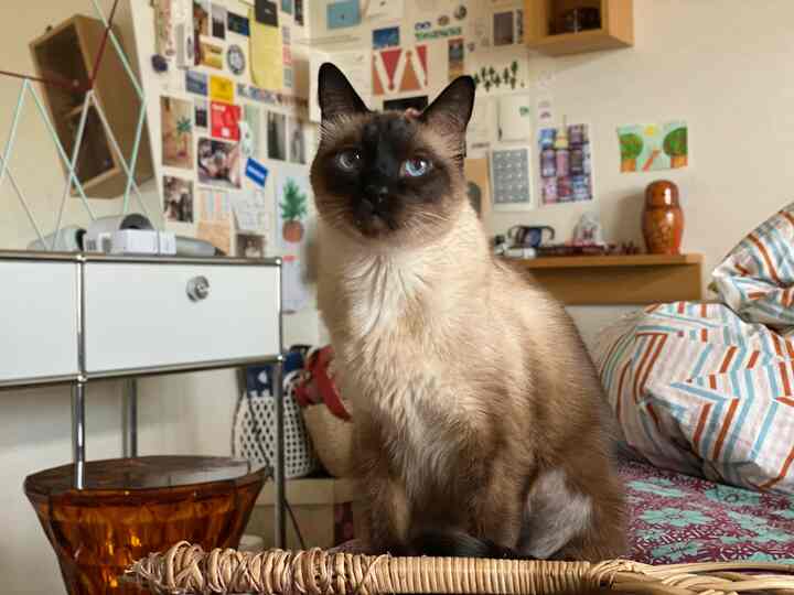 Natural-toned bedroom featuring a seated cat in center foreground, wall shelves, and patterned bedding creating a cozy atmosphere