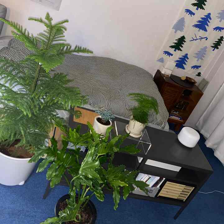 Bedroom with blue carpet and green plants, featuring custom shelving and brown furniture creating a cozy atmosphere
