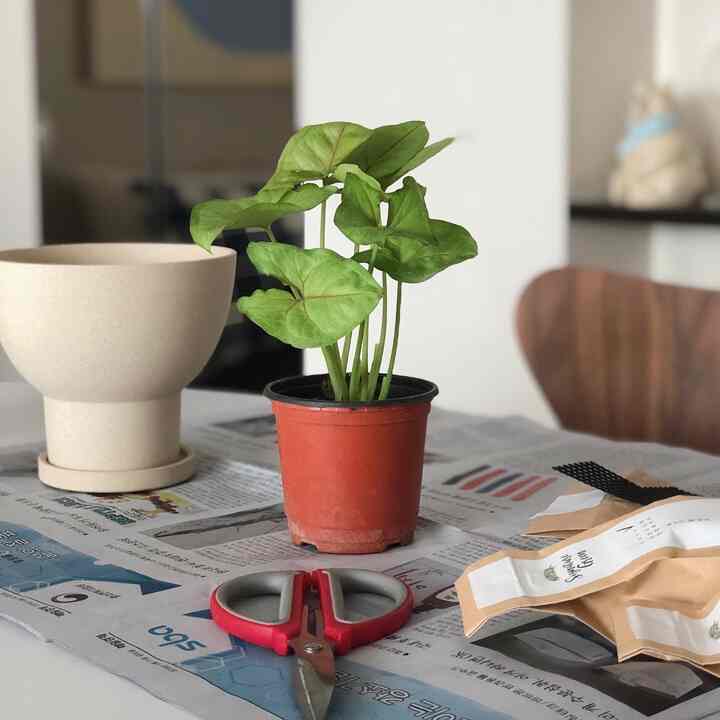 Bright natural-toned table showing a plant with repotting tools in a plant-focused interior setting