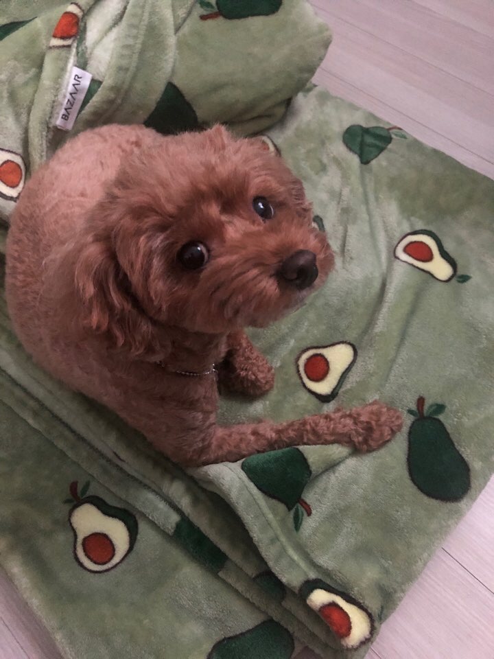 Avocado Microfiber Blanket & Comforter user photo