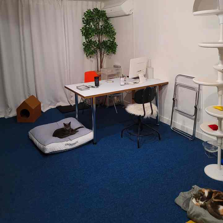 White walls and blue carpet define this cozy home office space featuring cats, a desk, and a white cat tower.