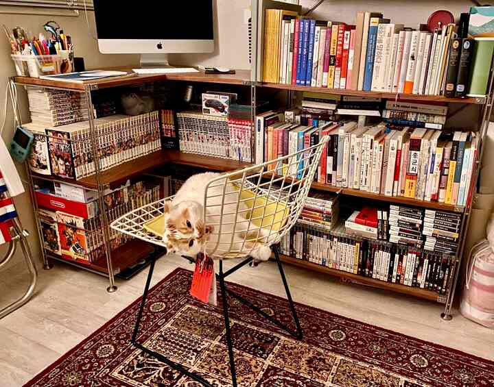 Natural wood tones and a red rug define this study space, featuring a cat lounging on a yellow cushion chair for a cozy atmosphere