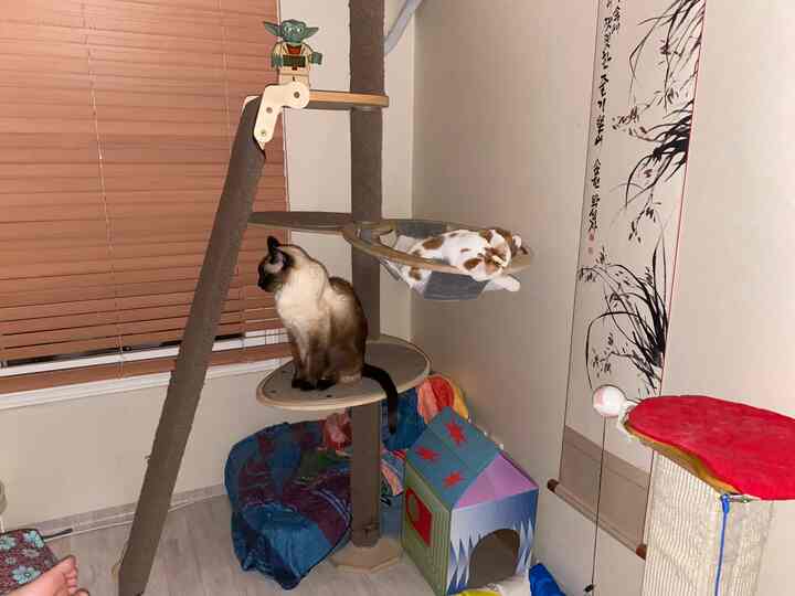 木目調とベージュトーンの小さな部屋、窓にはウッドブラインド、キャットタワーがあり、二匹の猫がくつろいでいる雰囲気のあるインテリア