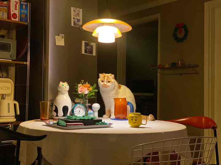 暖かな黄色い照明が照らす丸いダイニングテーブルの上に白い猫が座る、居心地の良いダイニングルームのインテリア