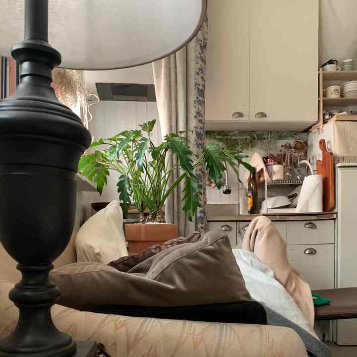 Natural beige-toned studio apartment featuring a large central plant, sofa in foreground, and a compact kitchen creating cozy atmosphere