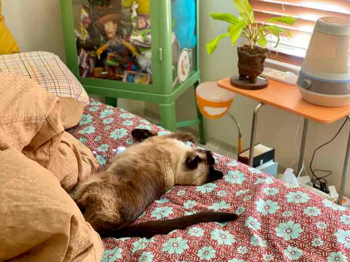 Brown and red toned bedroom featuring a cat lying on the bed and a side table near window with plant and humidifier in a cozy space