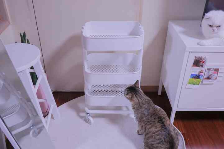 白を基調としたコンパクトな空間、2匹の猫と3段キッチンワゴン、キャビネット、ラグが配置された雰囲気のあるインテリア