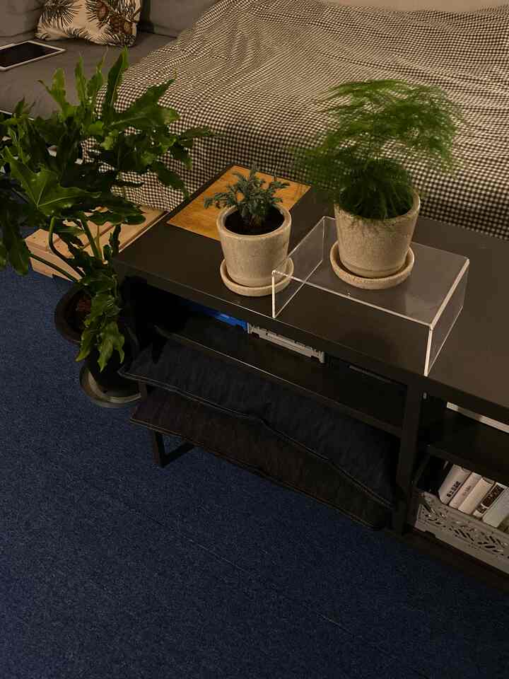 Blue roll carpet bedroom featuring plants and modern natural style elements